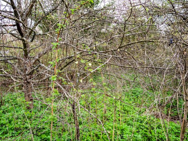 Underbrush Clearing in Napa