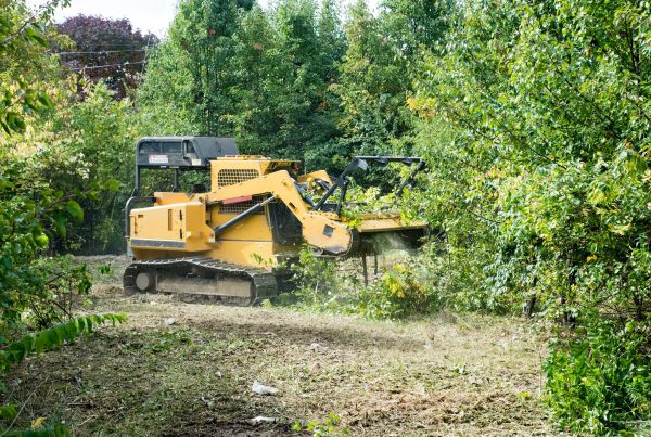 Pathway Clearing in Napa