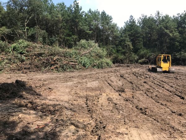 Cost of Thicket Clearing in Napa